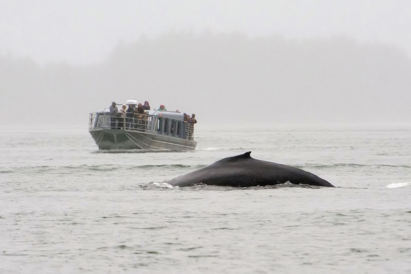 Humpback whale
