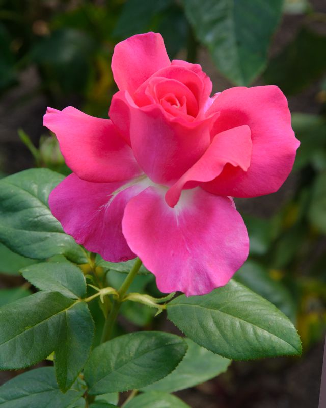 All my loving rose