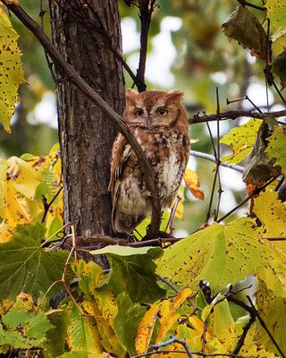 Red morph screech owl