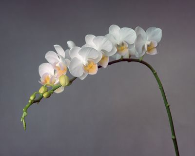 Orchids