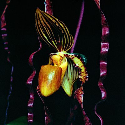 Ottawa Orchid Society show 2025