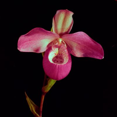 Ottawa Orchid Society show 2025