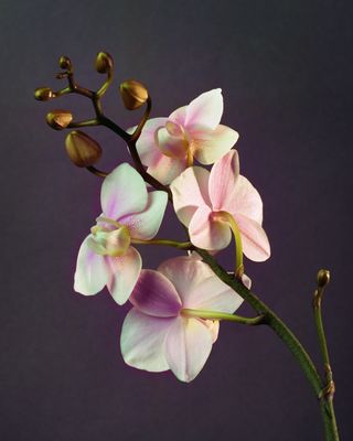 Orchids