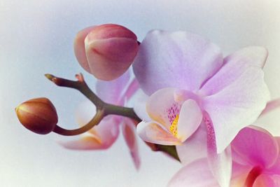 Orchids