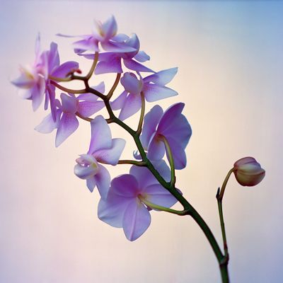 Orchids