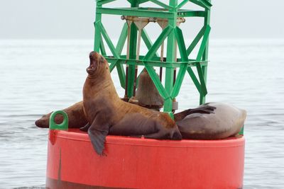 Sea lion alpha male
