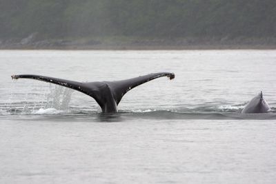 Humpback whale and calf