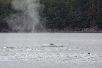 Humpback whale nostrils