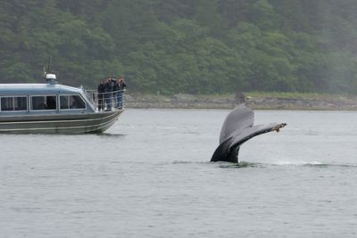 Humpback whale