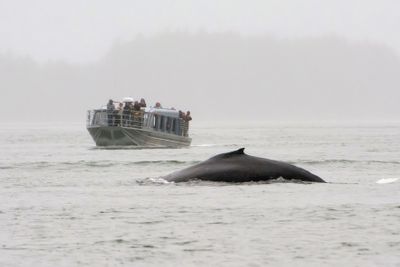 Humpback whale