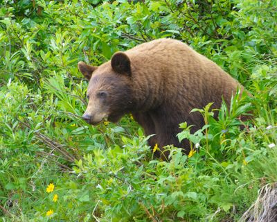 Bear near Skagway Alaska