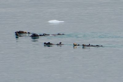 Sea otters, Glacier bay
