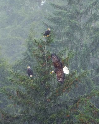 Eagles, Ketchikan