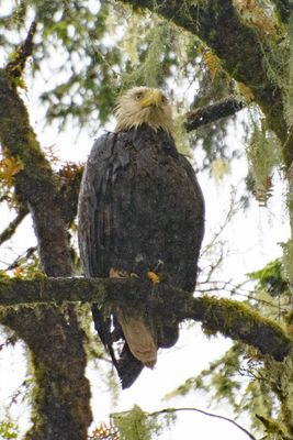 Eagle, Ketchikan