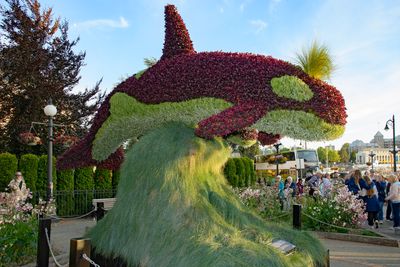 Orcas living sculpture in Victoria BC