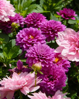 Butchart gardens