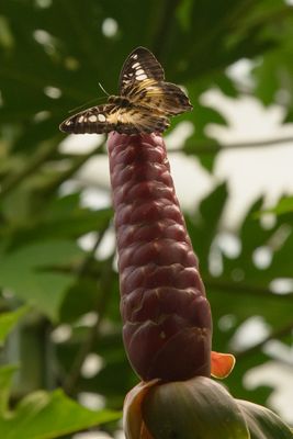 Butterfly garden