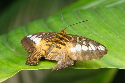 Brown clipper butterfly