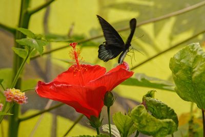 Great mormon butterfly male