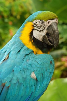 Blue and gold macaw