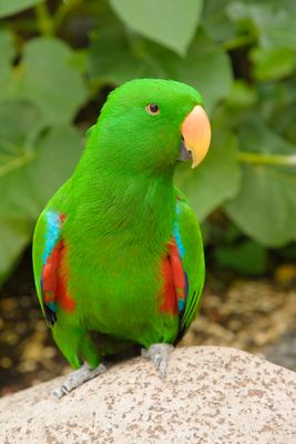 Birds