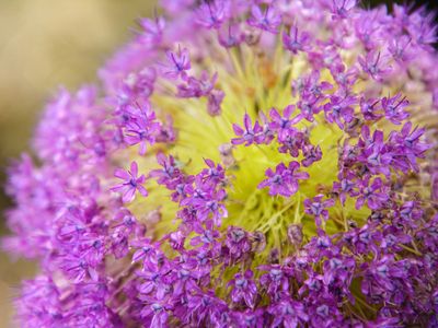 Allium
