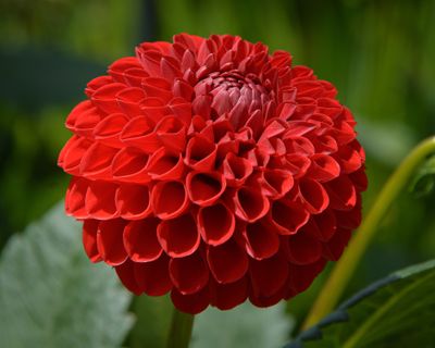 Dahlia