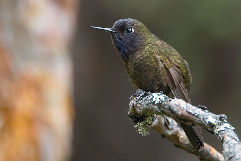 Violet-throated Metaltail (Metallura baroni)