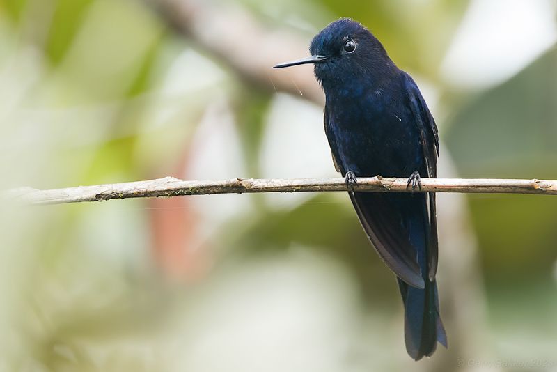 Royal Sunangel (Heliangelus regalis)