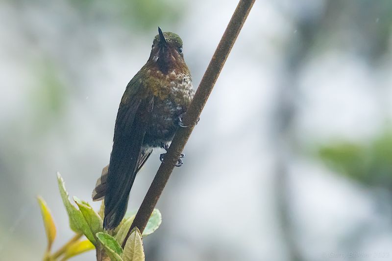 Neblina Metaltail (Metallura odomae)