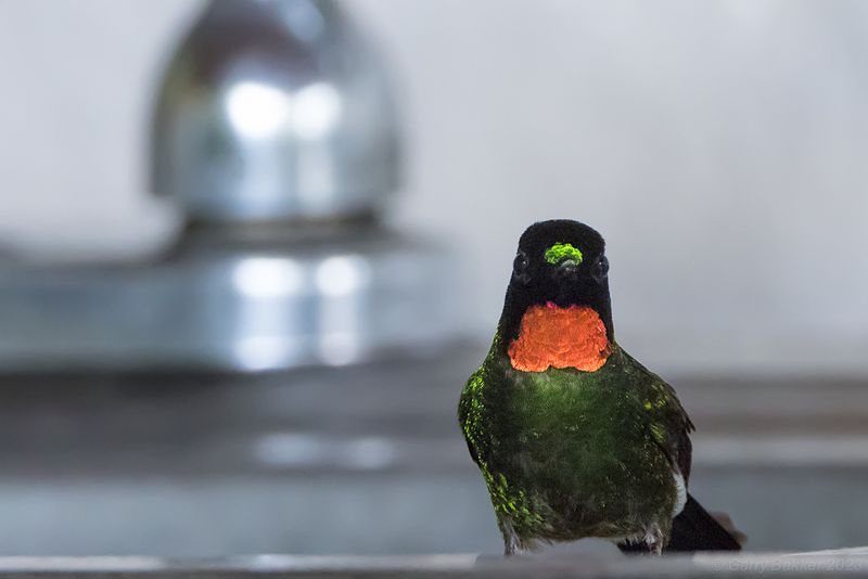 Flame-throated Sunangel (Heliangelus micraster)