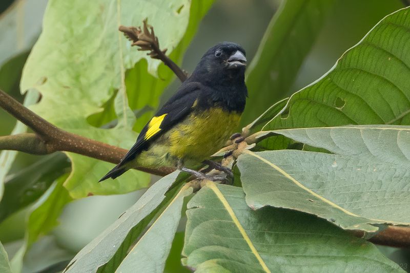 Yellow-bellied Siskin (Spinus xanthogastrus)