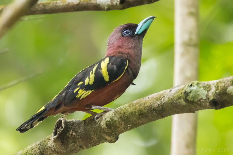 Banded Broadbill (Eurylaimus javanicus)