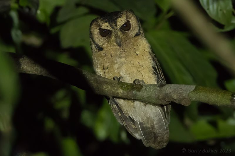 Sunda Scops Owl (Otus lempiji)