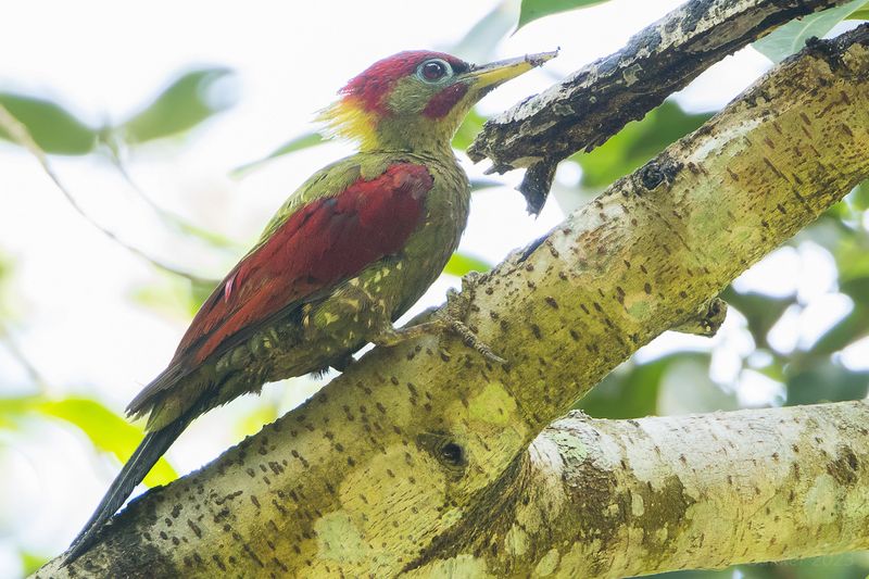 Crimson-winged Woodpecker (Picus puniceus)
