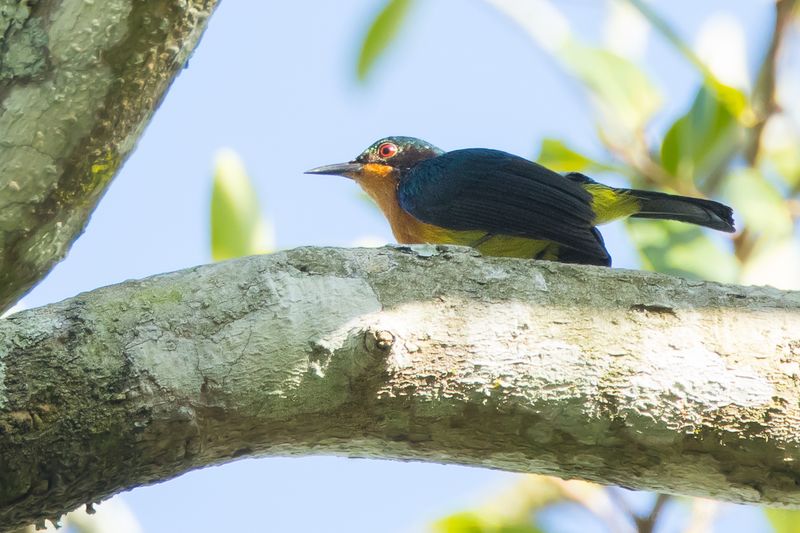Ruby-cheeked Sunbird (Chalcoparia singalensis)