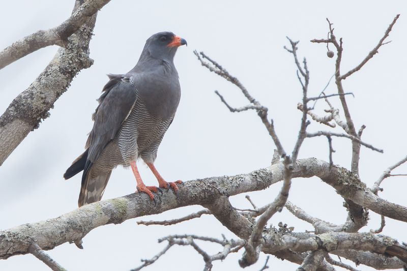 Dark Chanting-Goshawk (Melierax metabates)