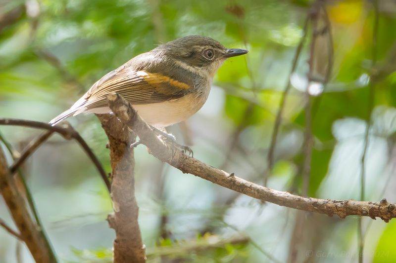 Reichenows Batis (Batis reichenowi)