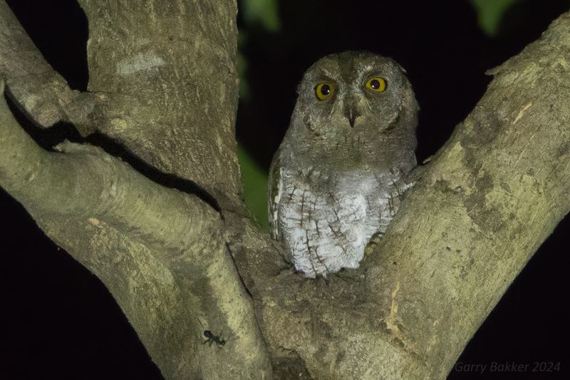 Oriental Scops Owl (Otus sunia)