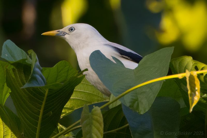 White-headed Starling (Sturnia erythropygia)