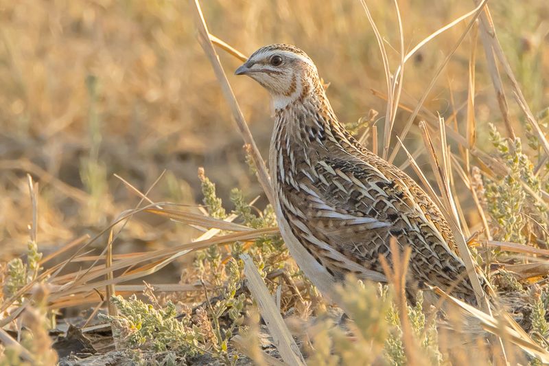 Common Quail (Coturnix coturnix)