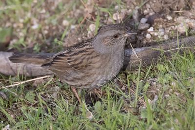 Iberian Dunnock (Prunella modularis mabbottii)