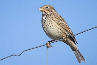 Corn Bunting (Emberiza calandra)