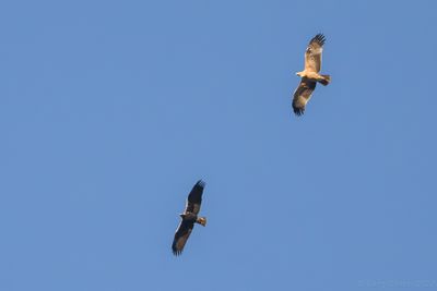 Spanish Imperial Eagle (Aquila adalberti)