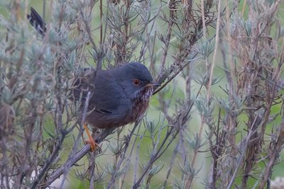 Dartford Warbler (Curruca undata)