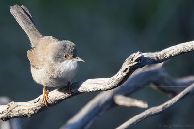 Sardinian Warbler (Curruca melanocephala)