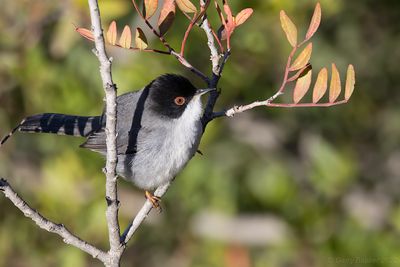 Sardinian Warbler (Curruca melanocephala)
