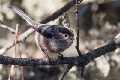 Iberian Long-tailed Tit (Aegithalos caudatus irbii)