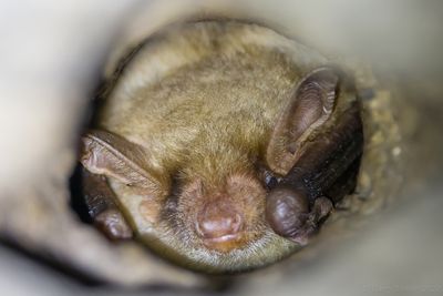 Greater Mouse-eared Bat (Myotis myotis)