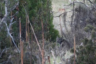 Iberian Lynx (Lynx pardinus)
